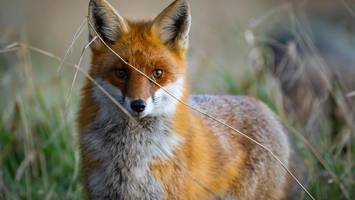 Tierischer Ärger: Fuchs legt Deutsche Bahn lahm – Ersatzverkehr bis Ende Mai