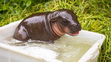 Zwergflusspferd darf anbaden – Zoo Berlin veröffentlicht zuckersüße Bilder