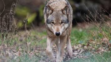 Hamburger Wolf unter GPS-Kontrolle: Das sind die Kosten und Grenzen
