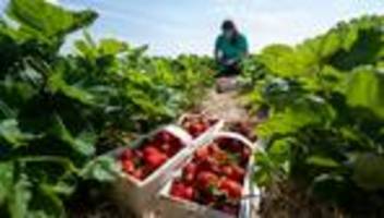 Arbeitsmarkt: Wer pflückt die Erdbeeren? Bauern ringen um Saisonkräfte