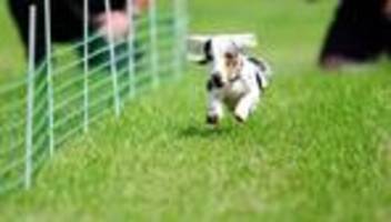 Dackelrennen: Dackel im Vollspurt: Hunde messen ihre Sprintqualitäten