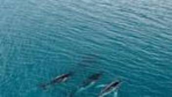 Identifizierung per Flosse: 15.000 Kilometer durchs Meer: Wanderrekord für Buckelwale