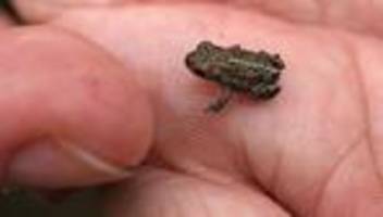 natur: moorfrosch, gelbbauchunke und kreuzkröte ist es zu trocken