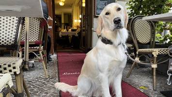 hunde in berlin: in diesen restaurants sind sie willkommen
