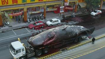 Blut und Gedärme überall: So zerfetzte der letzte Wal-Kadaver in Taiwan