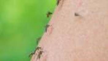Insekten: Bereits im Februar wurde die erste Tigermücke in Deutschland entdeckt
