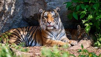 Tierpark und Zoo: Es braucht mehr Platz und weniger Tiere