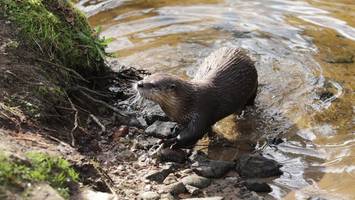 Wildpark Eekholt: Familienfreundlicher Tierpark nördlich von Hamburg
