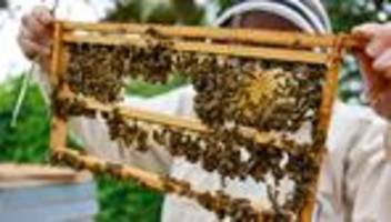 imker in hessen: bienen haben den winter gut überstanden