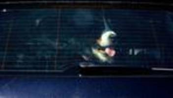 tiere in not: polizei befreit hunde aus überhitztem auto