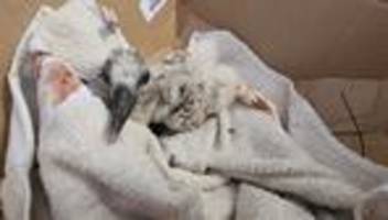 tierischer rettungseinsatz: hilfsaktion für storchen-küken