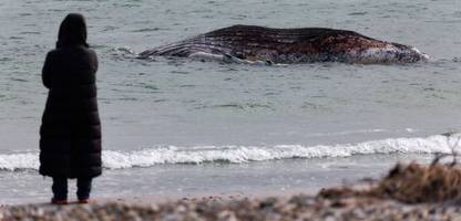 Wal-Drama in der Ostsee: So blickt die Welt auf uns und den Buckelwal