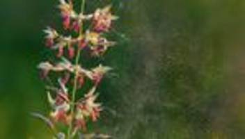 Verstopfte Nase: Allergiker aufgepasst: Die Gräserpollen fliegen