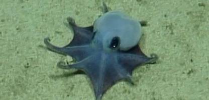 Galápagos: Forscher identifizieren neue Oktopus-Art