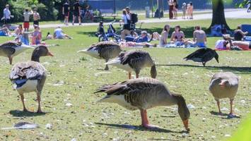 Gänsekot statt Picknick an der Alster – und Hamburg schaut nur zu