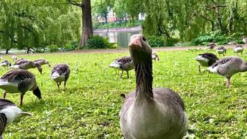 Gänseplage an der Alster: Liegewiesen voller Kot, Enten werden verdrängt