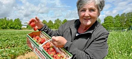 Die Erdbeerfelder haben wieder geöffnet: Was kostet das Kilo Erdbeeren in dieser Saison?