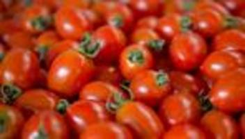 agrar: forschende testen raubmilben als tomatenschutz