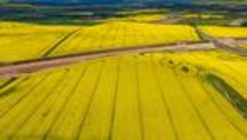 Landwirtschaft: Mehr Winterweizen und Raps auf Sachsen-Anhalts Feldern