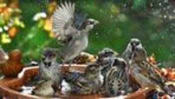 Stunde der Gartenvögel: «Alarmsignal»: Nabu sorgt sich um Sperlinge