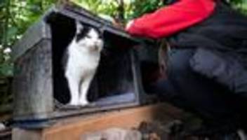 Tiere: Das Leid der Streunerkatzen: Was kann helfen?