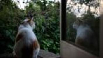 Tiere: Wie man Streunerkatzen helfen kann