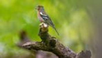 vogelzählung: zahl der gartenvögel geht weiter zurück