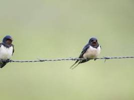 Zahlen müssen uns besorgen: Diese Gartenvögel gibt es immer weniger in Deutschland
