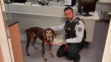 jagdhund steigt allein in s-bahn – und beeindruckt auch die polizei