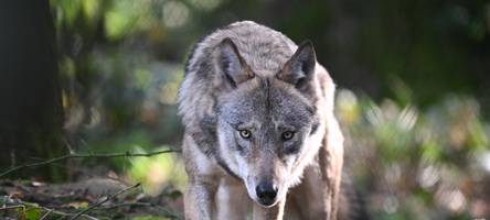 Gerissene Schafe in Bächingen: Wolfsangriff bestätigt