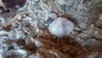 auswilderung von jungtieren: bartgeier in berchtesgaden sollen weiteren zuwachs bekommen