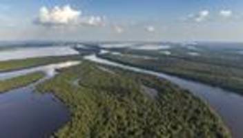 Regenwald: Abholzung im Amazonas ist 2025 zurückgegangen