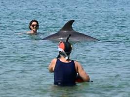 Tierschützer besorgt: Zutraulicher Delfin erfreut Urlauber in Frankreich