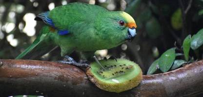 Neuseeland: Papageienpaar sichert Bestand der bedrohten Kakariki Karaka
