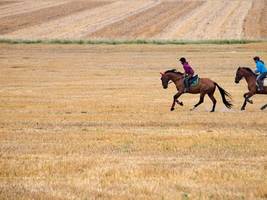 Mensch und Pferd: Wann der Mensch zu reiten begann