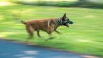 Einsatz in Dresden: Schäferhund aus Rohr gerettet
