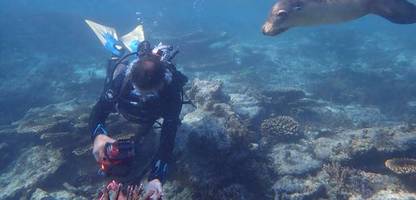 Klimawandel: Korallenriffe vor Australien zeigen sich besonders widerstandsfähig