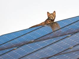 „Energy Sharing“: Strom mit Nachbarn teilen: So klappt’s