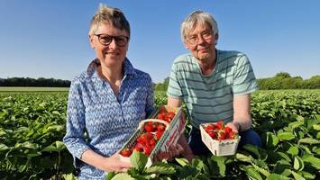 Erdbeeren selbst pflücken: Hier ist das jetzt möglich