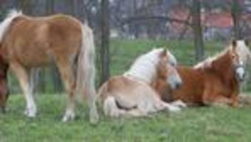 Pferdeherde: Thüringens Haflinger-Herde kommt unter den Hammer