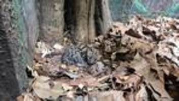 Tierbaby: Seltene Wildkatze im Zoo Berlin – Erster Margay-Nachwuchs da