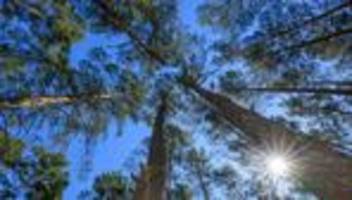 Waldbrandgefahr: Hohe Waldbrandgefahr in Brandenburg