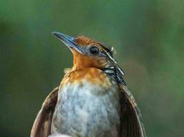 Umwelt: Auch wo der Regenwald intakt ist, verschwinden Vögel. Warum?