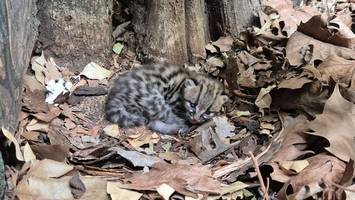 Seltene Wildkatze im Zoo Berlin – Erster Margay-Nachwuchs ist da