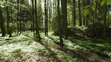 Das vergessene Lustschloss von Herzog Julius Heinrich im Wald