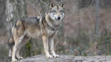 Streit um Wolfsjagd eskaliert: Scharfe Kritik an Niedersachsens Plan