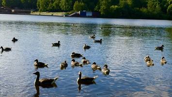 Gänsekot im Hamburger Stadtparksee stört Frühschwimmer: „Warum nicht bejagen?“