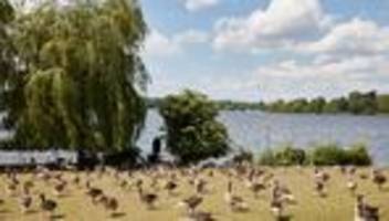 Brut- und Mauserzeit: Graugänse sorgen für Ärger auf Hamburgs Liegewiesen