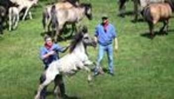 Tradition: Jubel und Hufschlag – 33 Wildpferd-Hengste gefangen