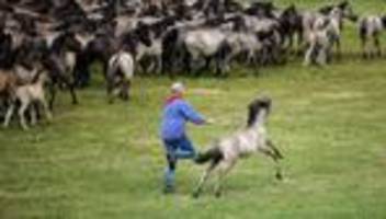 Tradition: Spektakel mit jungen Hengsten: Wildpferdefang im Münsterland